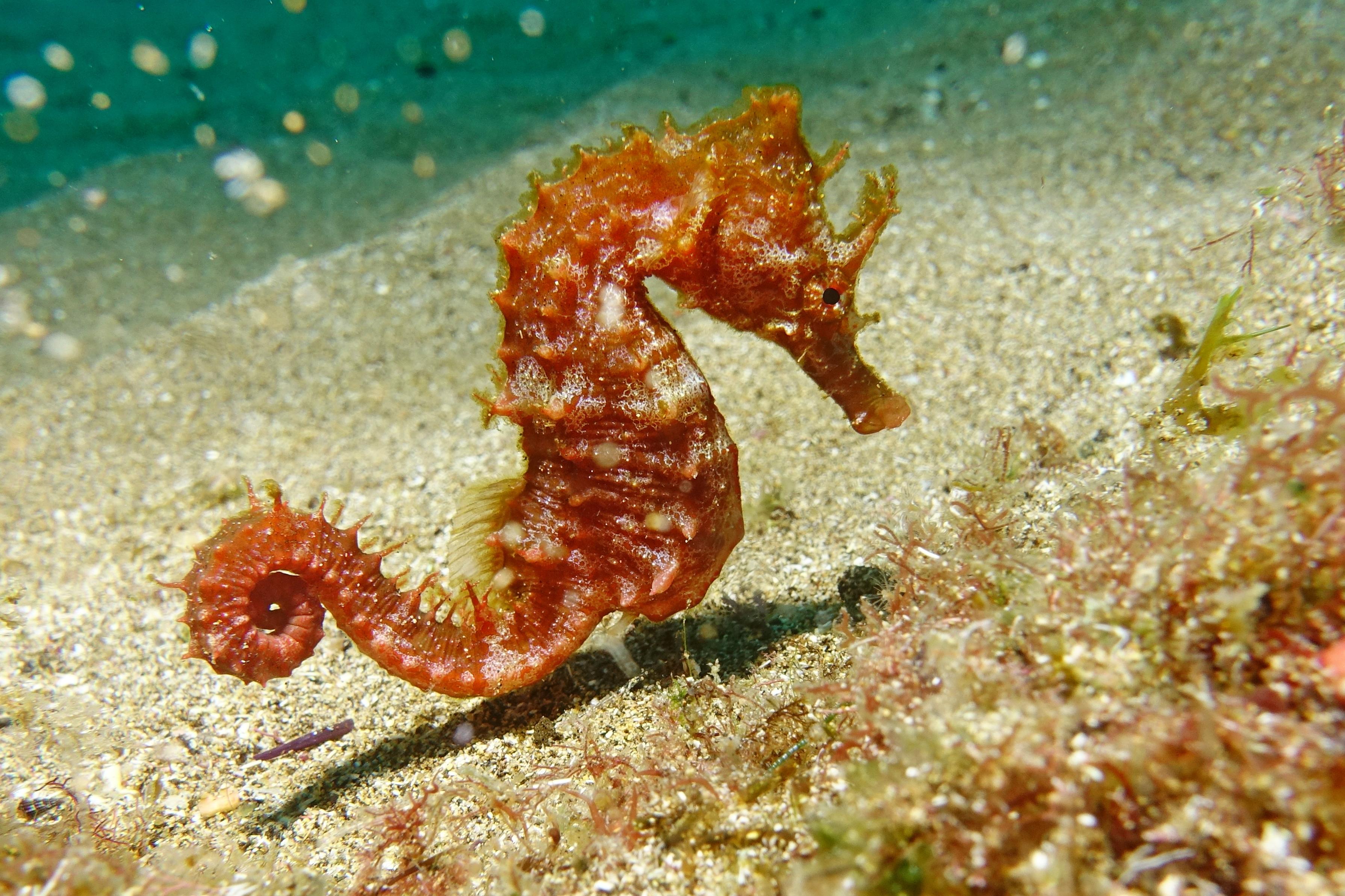 Sea horse