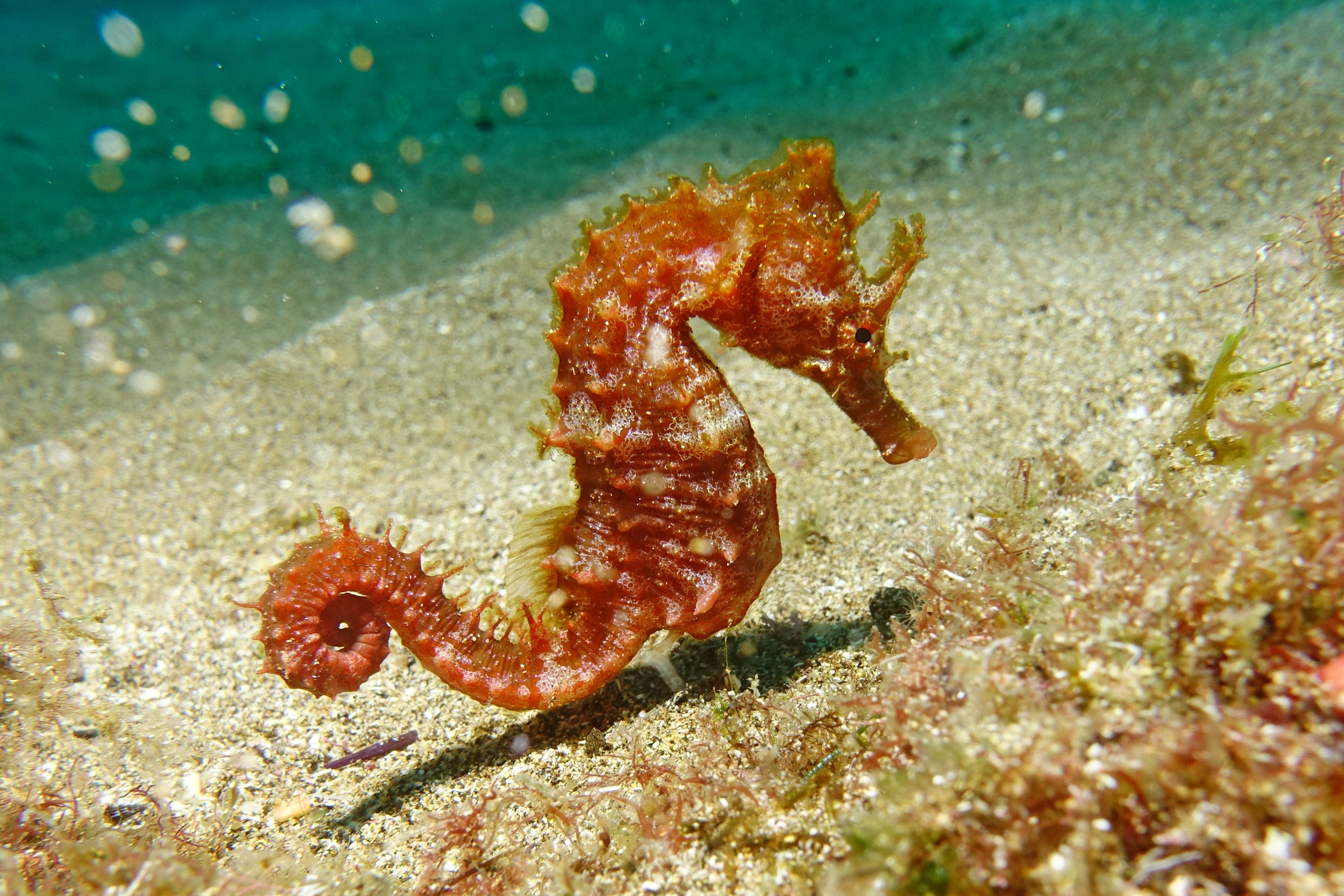 Caballito de mar